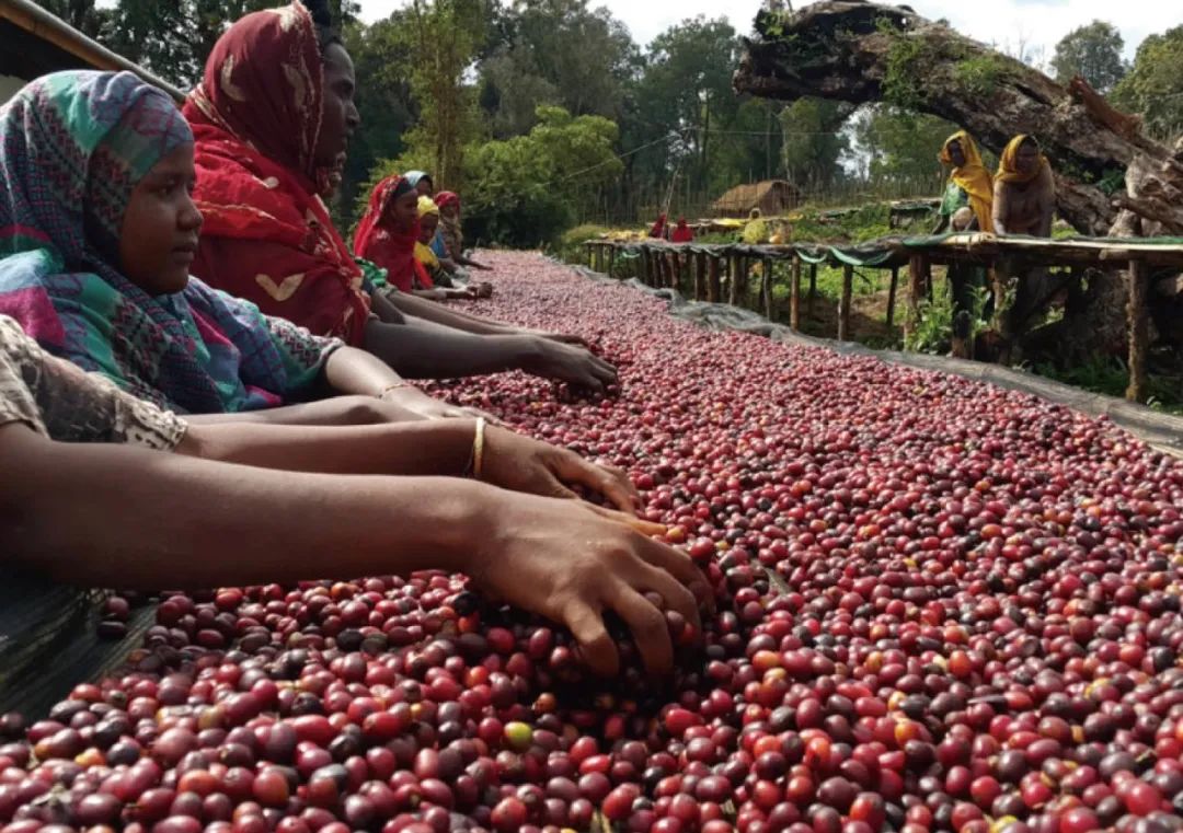 Yirgacheffe Kochere A famous coffee-producing area in Ethiopia