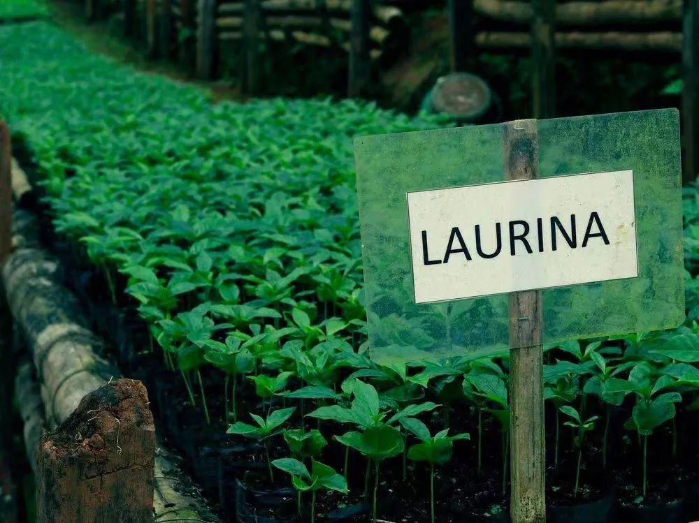What is Laurina coffee? Introduction to the natural low-caffeine coffee Laurina bean variety