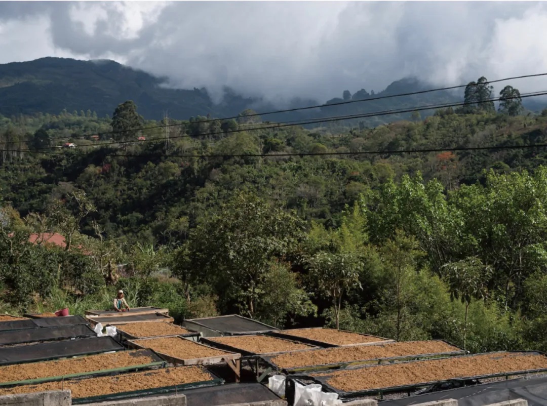 Costa Rica introduces the first batch of "deforestation-free coffee" to meet EU requirements