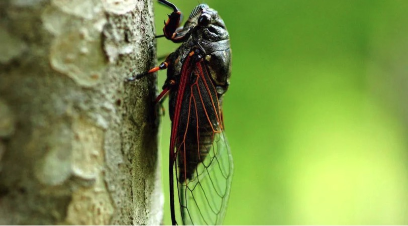 America's cicada disaster! After a gap of 221 years, the 13-year cicadas and 17-year cicadas will meet again.