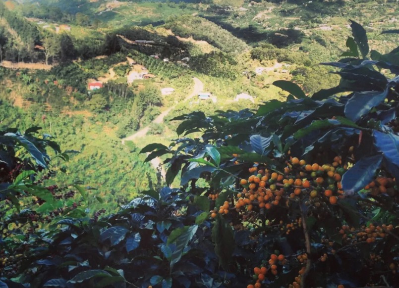 The coffee bean producing areas and Catutta, Catuai varieties in Costa Rica.