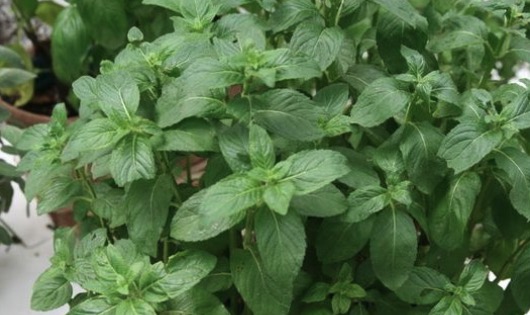 Entry cultivation of vanilla mint is the first choice. How to choose different mint varieties.