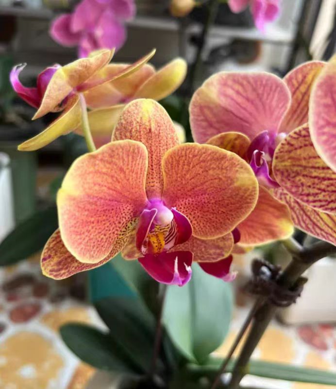When is the best season to repot phalaenopsis?