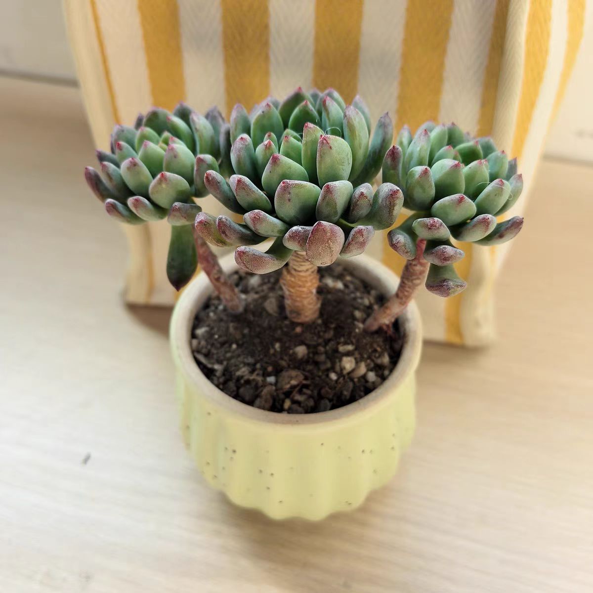 What does it mean when a succulent blooms? Is it good or bad?