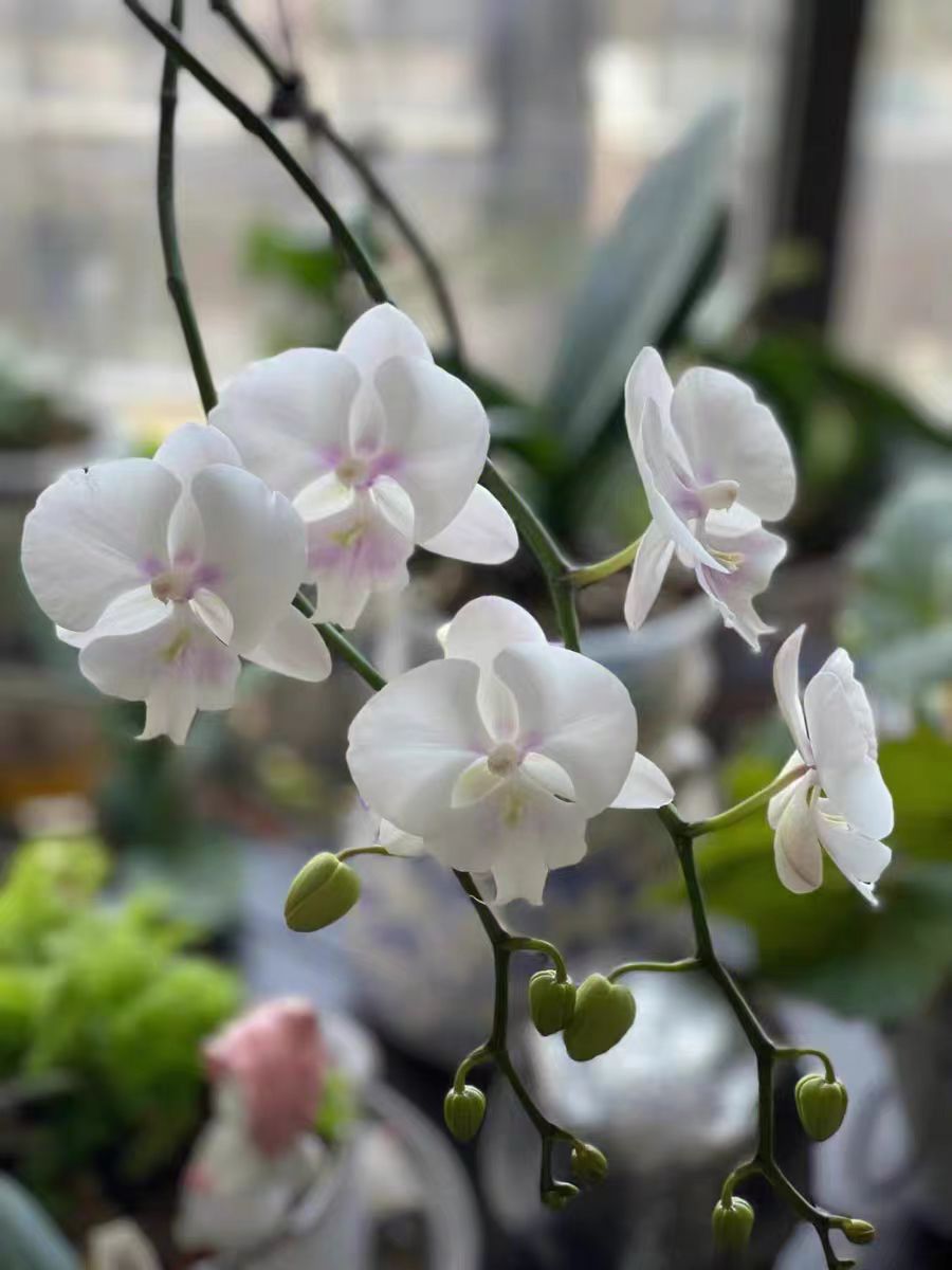 How to Divide Phalaenopsis?