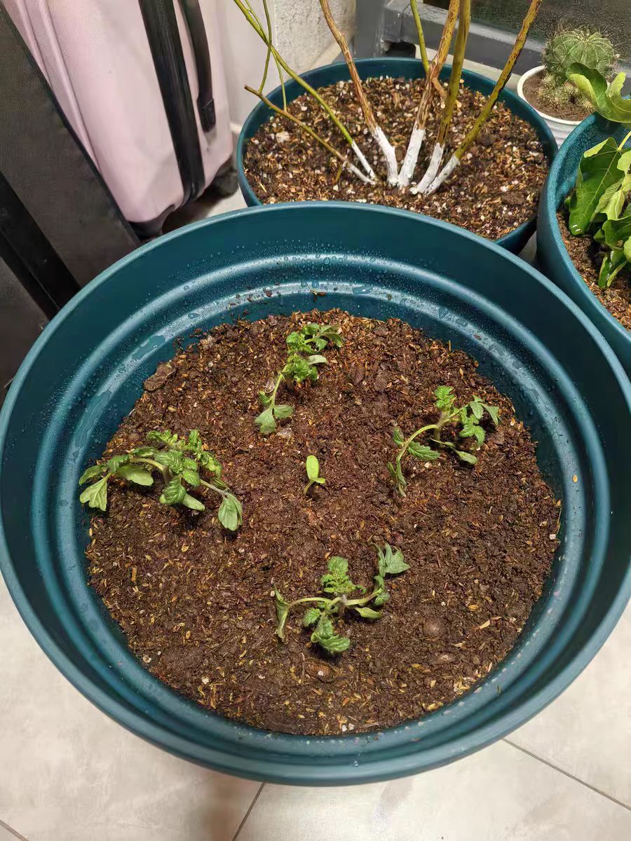Does  intervention (artificial intervention) is needed for tomato potted seeds to germinate?