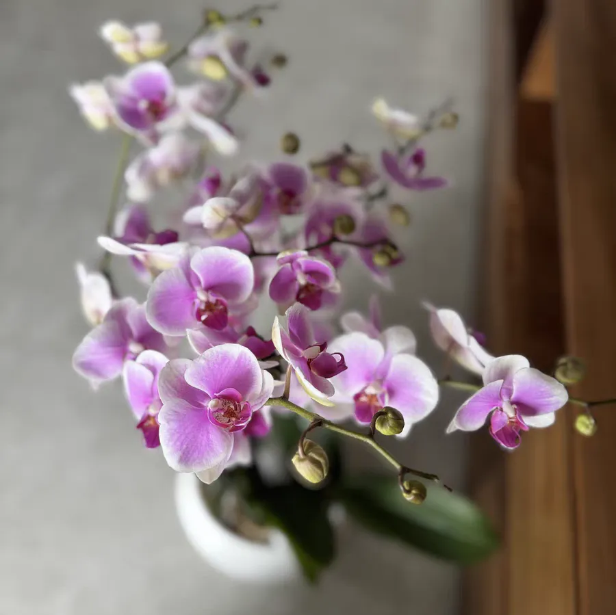 How to Revive Stunted Phalaenopsis Orchids