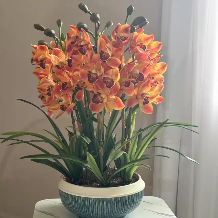 What causes the flower buds of Phalaenopsis (moth orchids) to turn red?