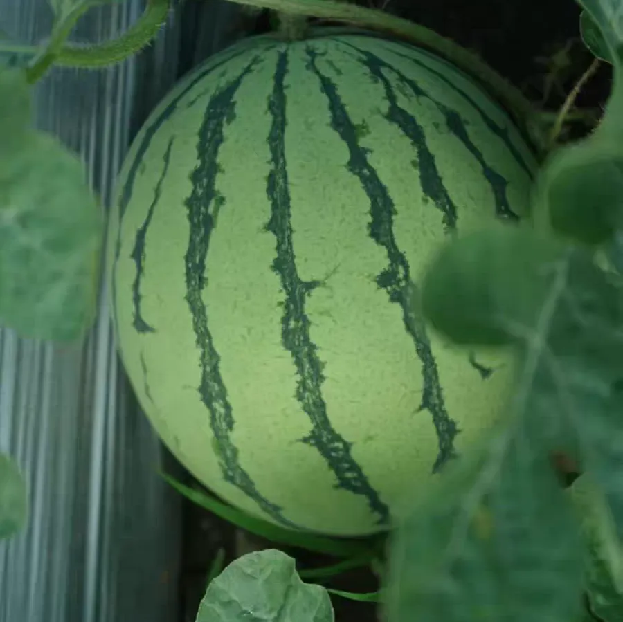 Methods and Techniques for Potted Watermelon Cultivation on Balconies