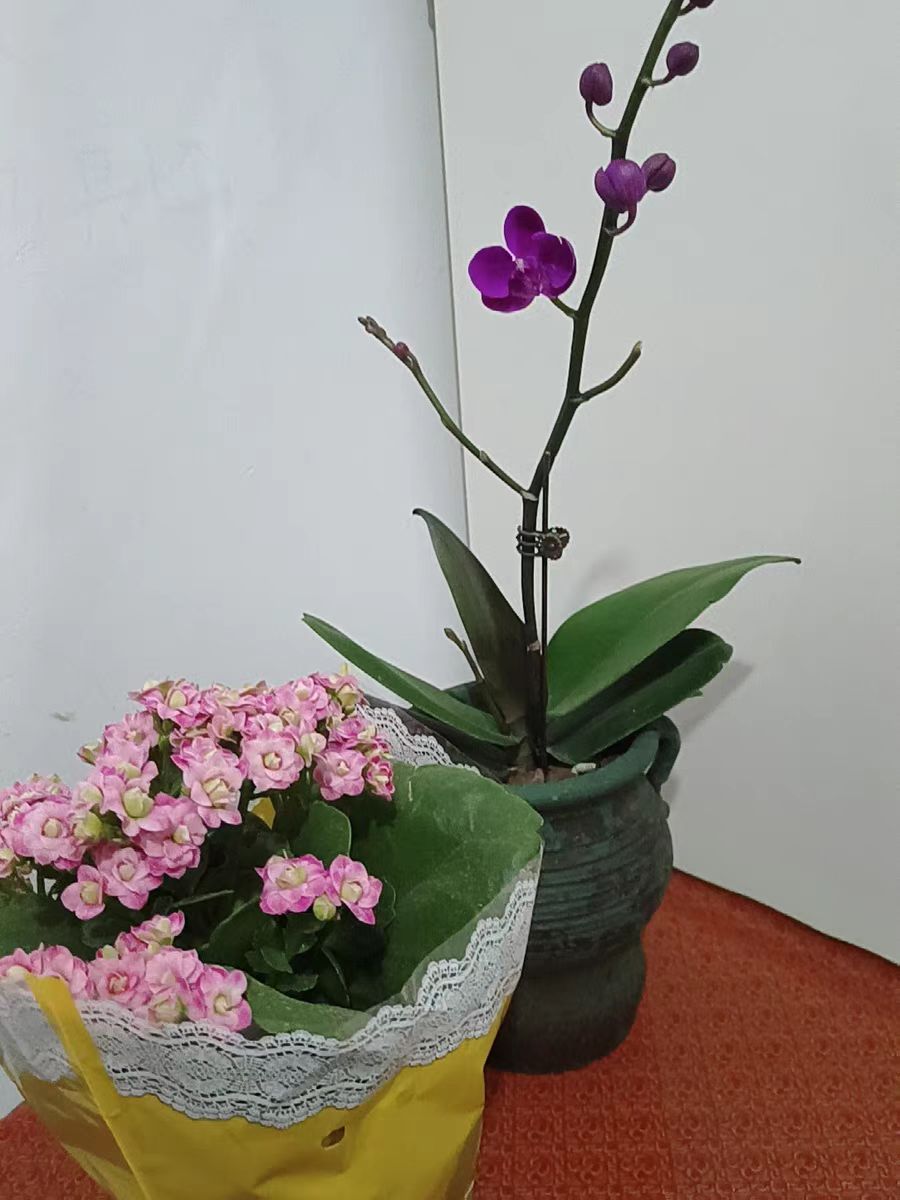 What are the methods for promoting root growth in Phalaenopsis?