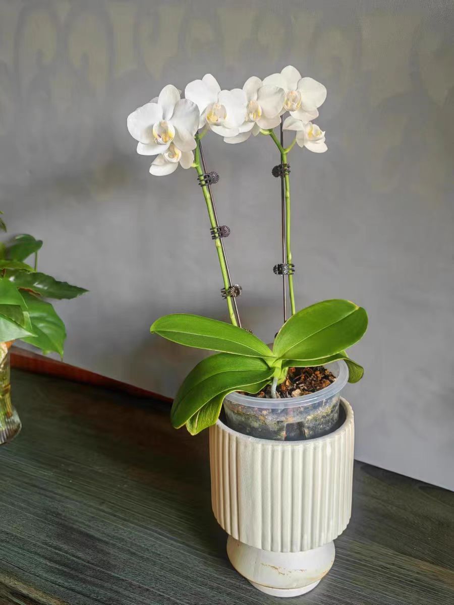 What are the differences between large seedlings and small seedlings of Phalaenopsis?