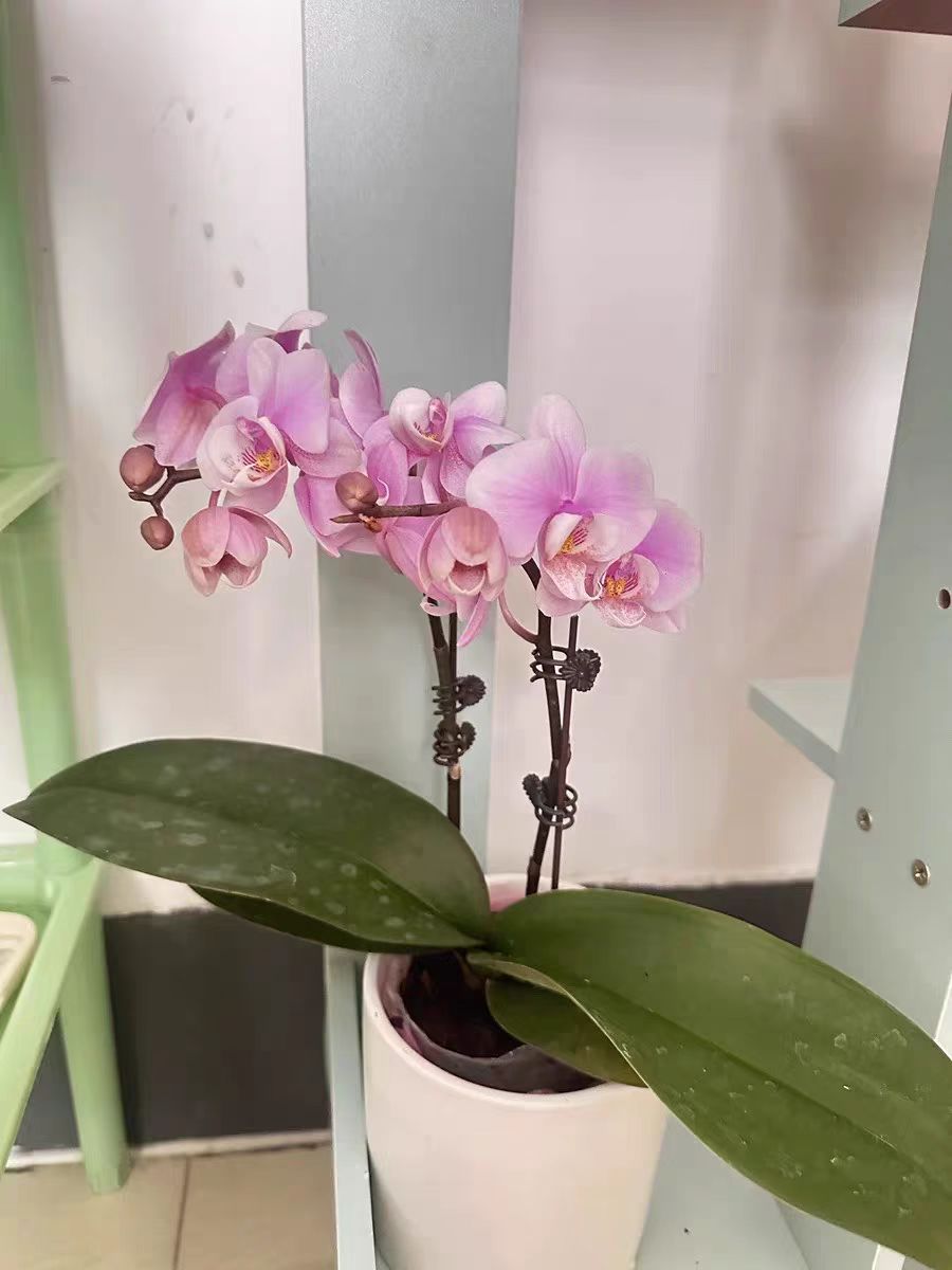 Why is my Phalaenopsis having poor nutrient absorption?