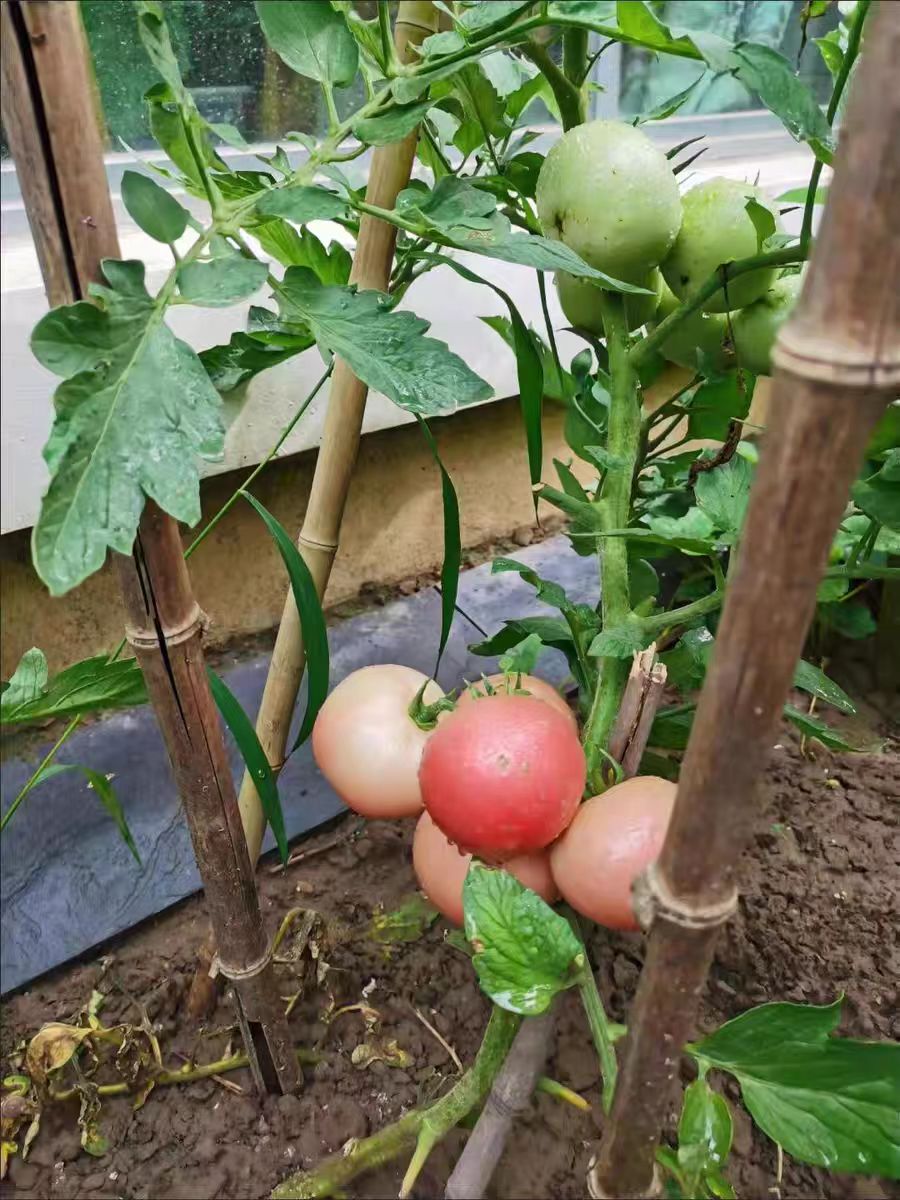 What's wrong with the wilted leaves of the tomatoes planted?