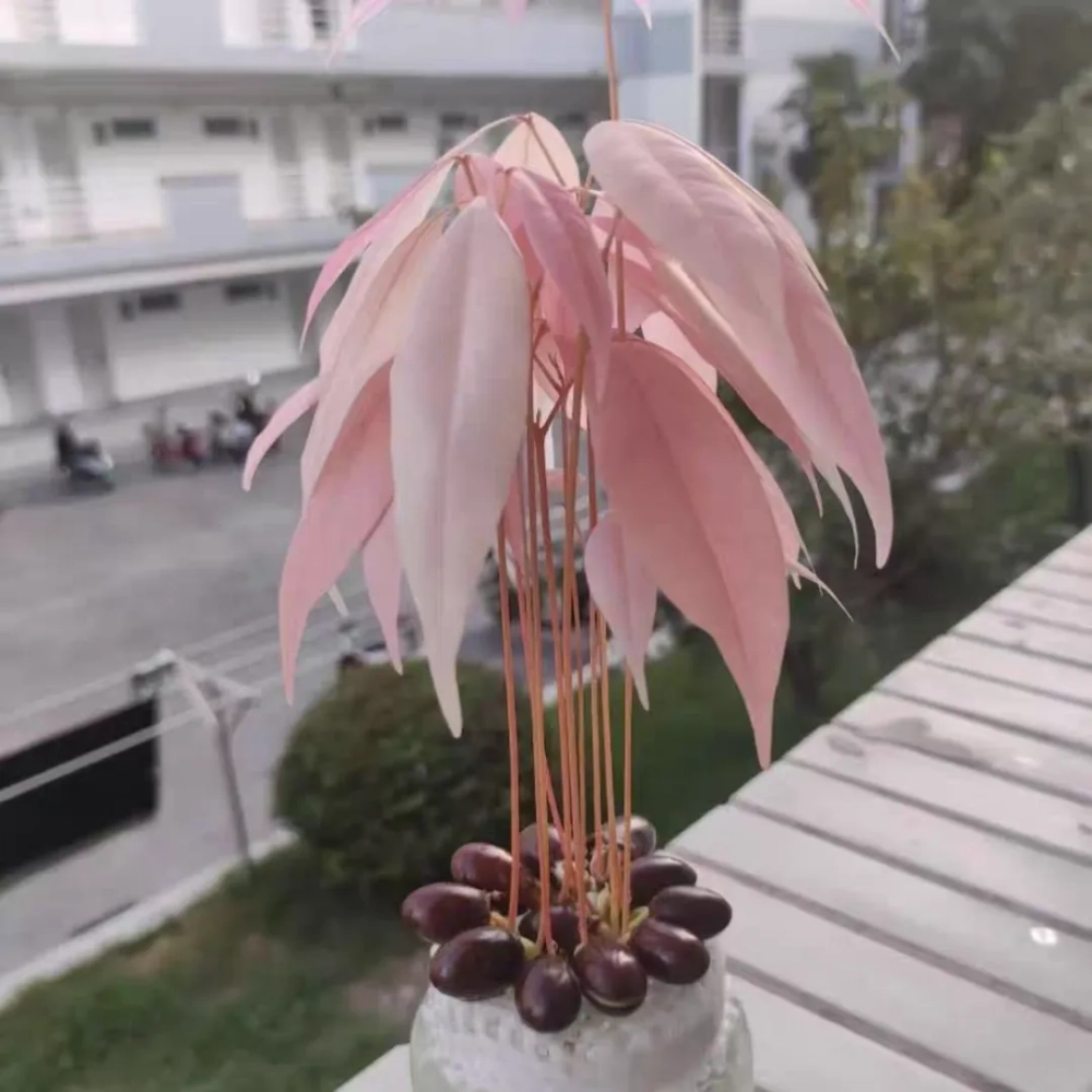 How to plant litchi seeds to make them germinate and bloom