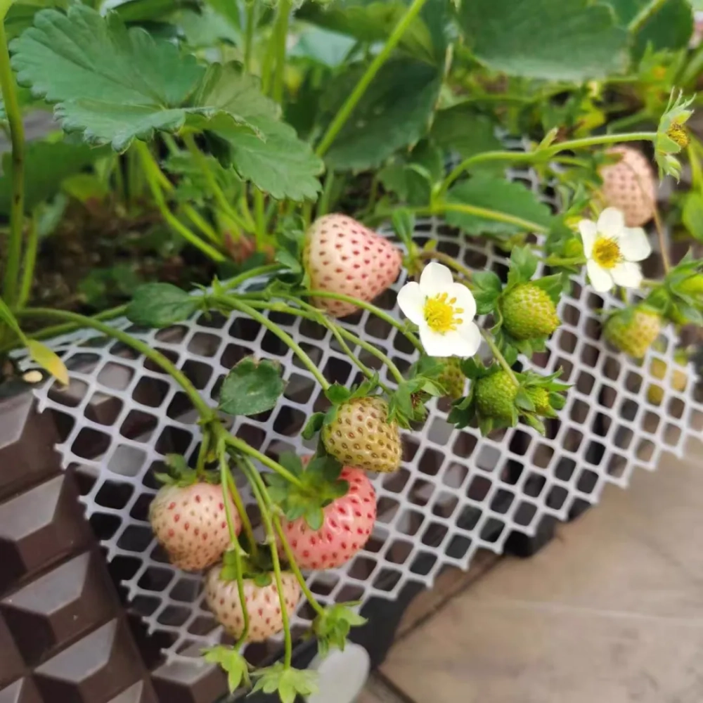 Why do the fruits of strawberries grown on balconies not grow large?