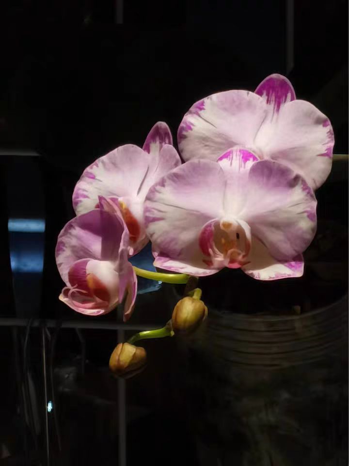 Why do Phalaenopsis need root control?