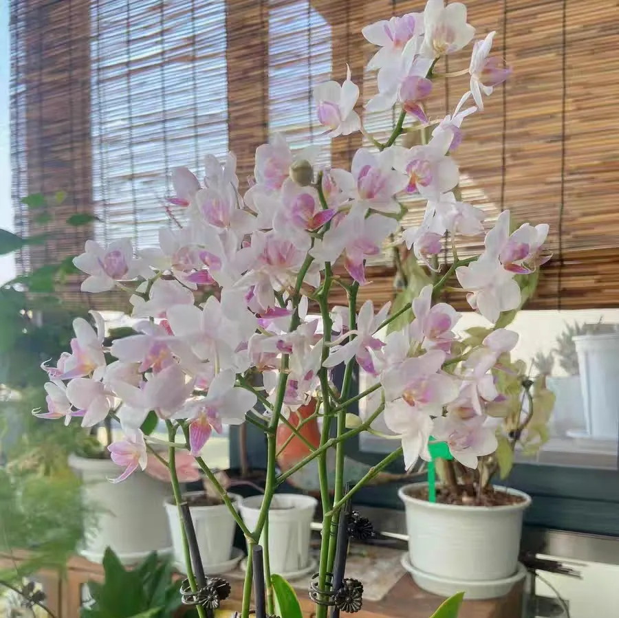 Phalaenopsis in semi-hydroponic culture is prone to root rot.