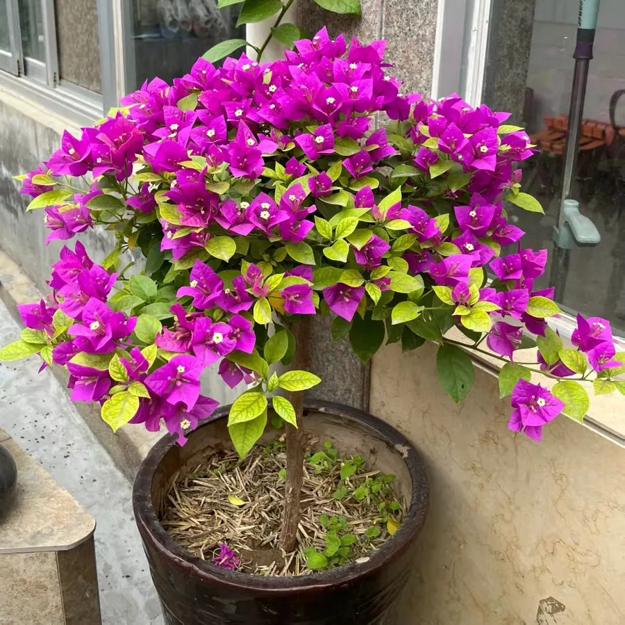 How to care for old bougainvillea plants to make them bloom more?