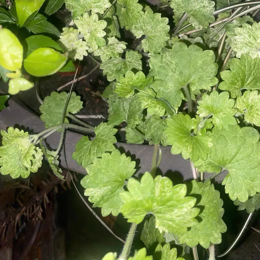 What are the plants that are easy to overgrow?