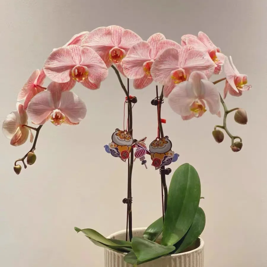 What are the tips for hydroponic acclimatization of Phalaenopsis?