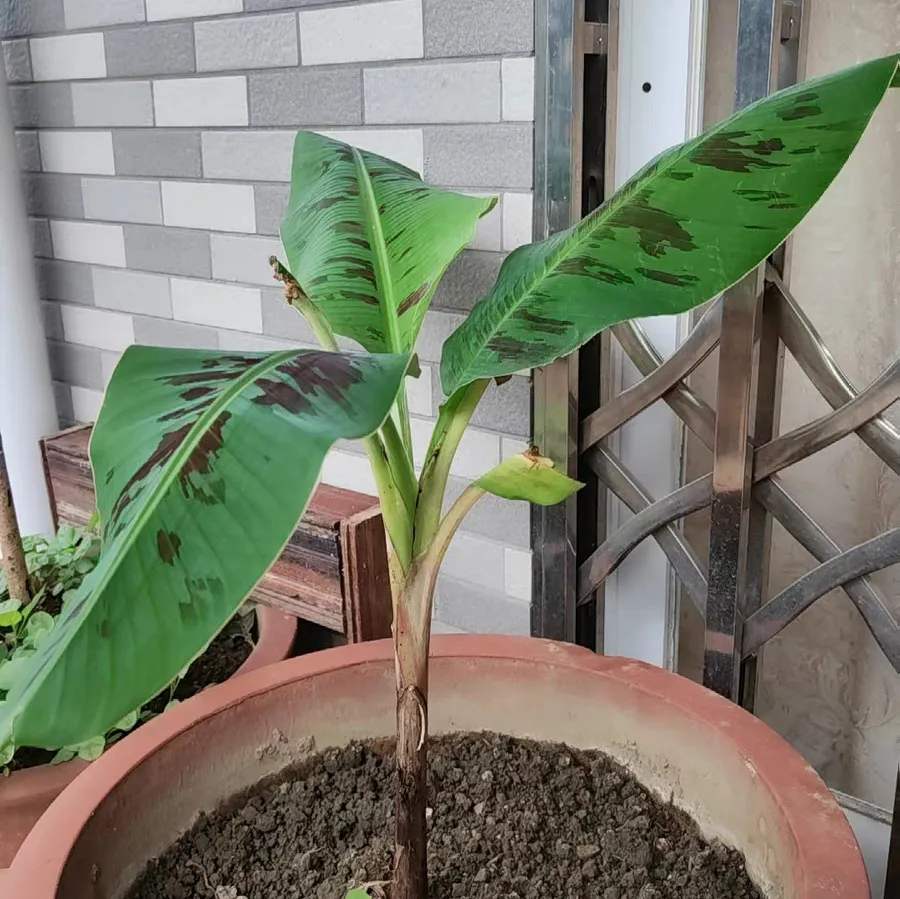 How to grow dwarf banana trees