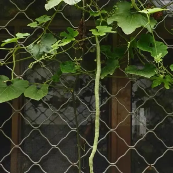 What Key Points Should Be Mastered for Snake Gourd Cultivation?