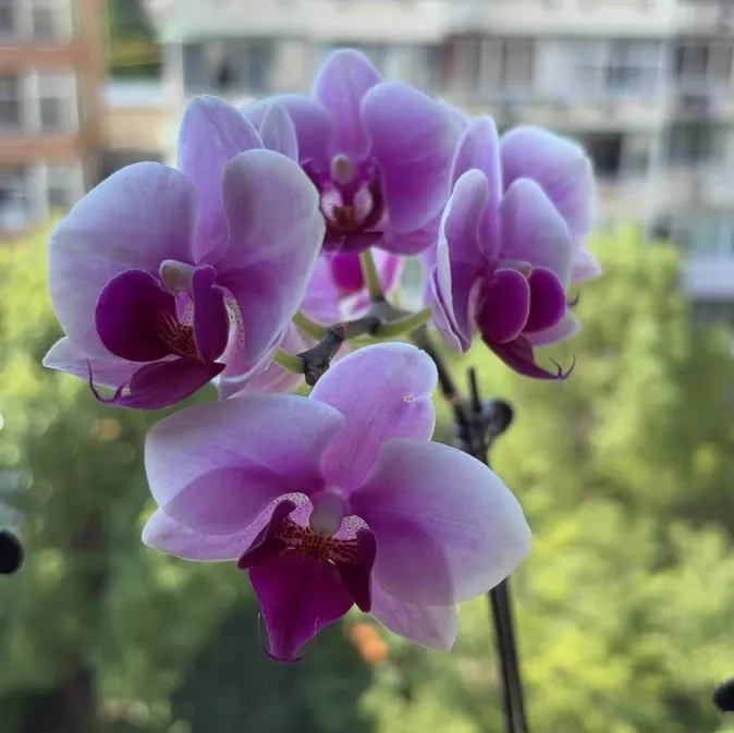 What to Do If the Phalaenopsis Flower Center Rotts?