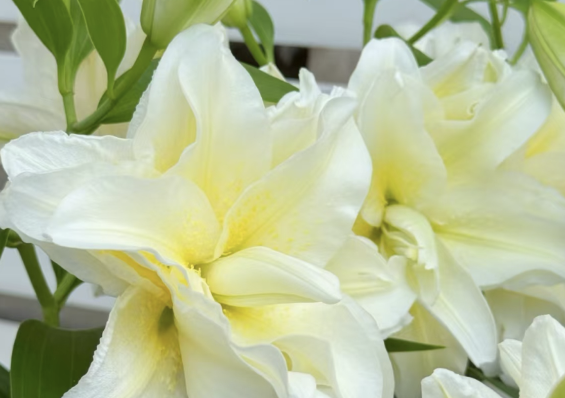 What flowers are suitable for autumn planting and will bloom? Recommended flowers for your balcony garden in fall.
