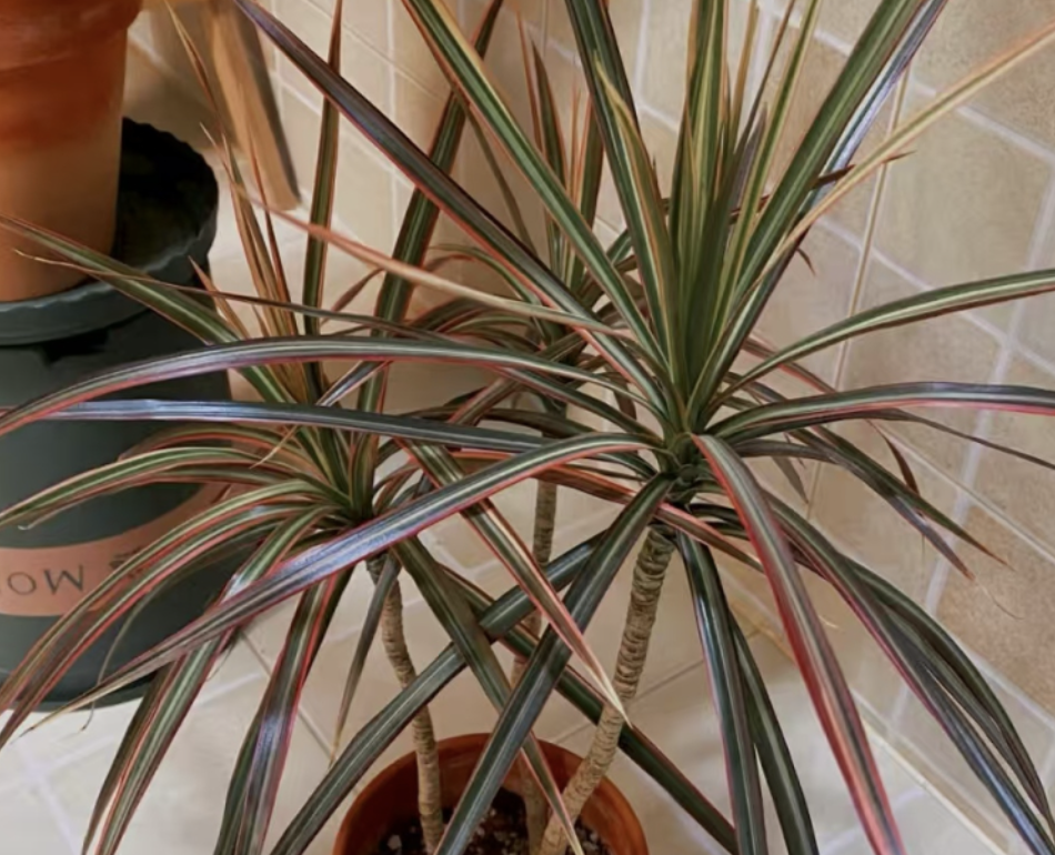 Which indoor plants are worth growing and which are not? What are the best, easiest-to-care-for varieties for the living room?