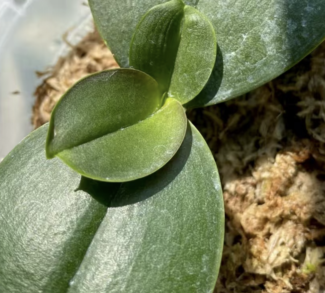 Why do Phalaenopsis orchids produce smaller new leaves? What are the possible reasons for abnormal new leaf growth?