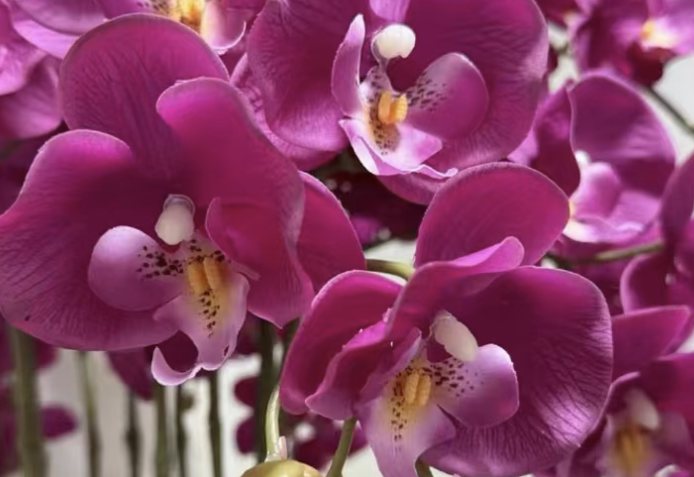 Will Phalaenopsis orchids die in hot and humid environments? What tips can help if the humidity is too high?