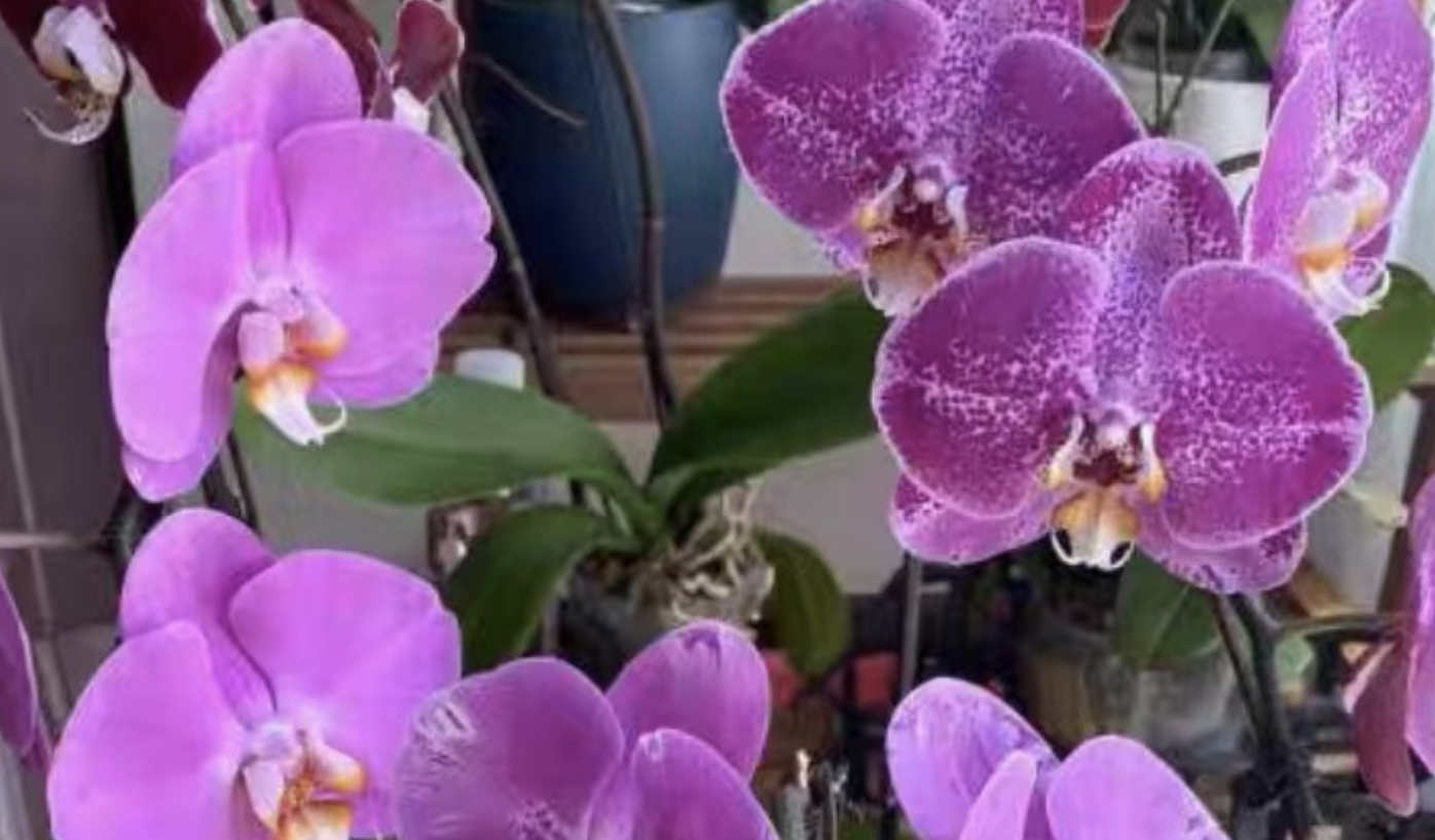 How should flowers be cared for after the beginning of autumn? Which plants require pruning to encourage blooming?