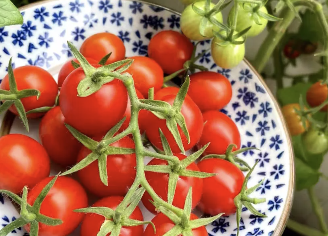What causes black stem disease in tomatoes, and what treatments or fungicides are effective?