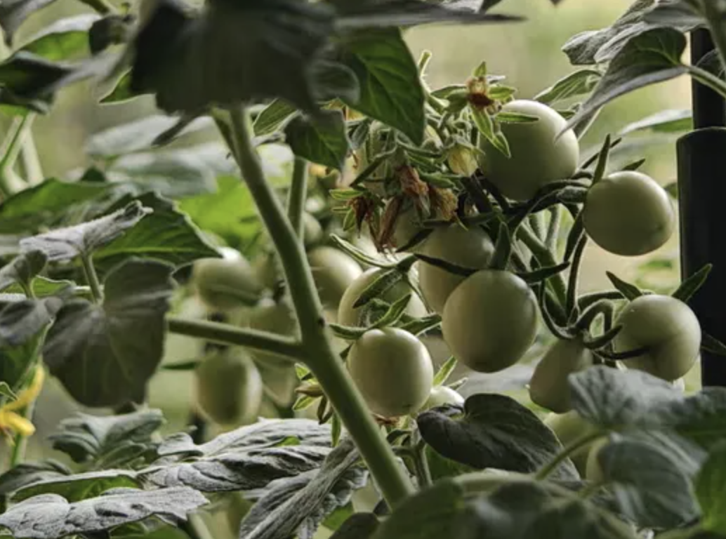 Why Newly Planted Tomato Seedlings Wilt — and What You Can Do About It