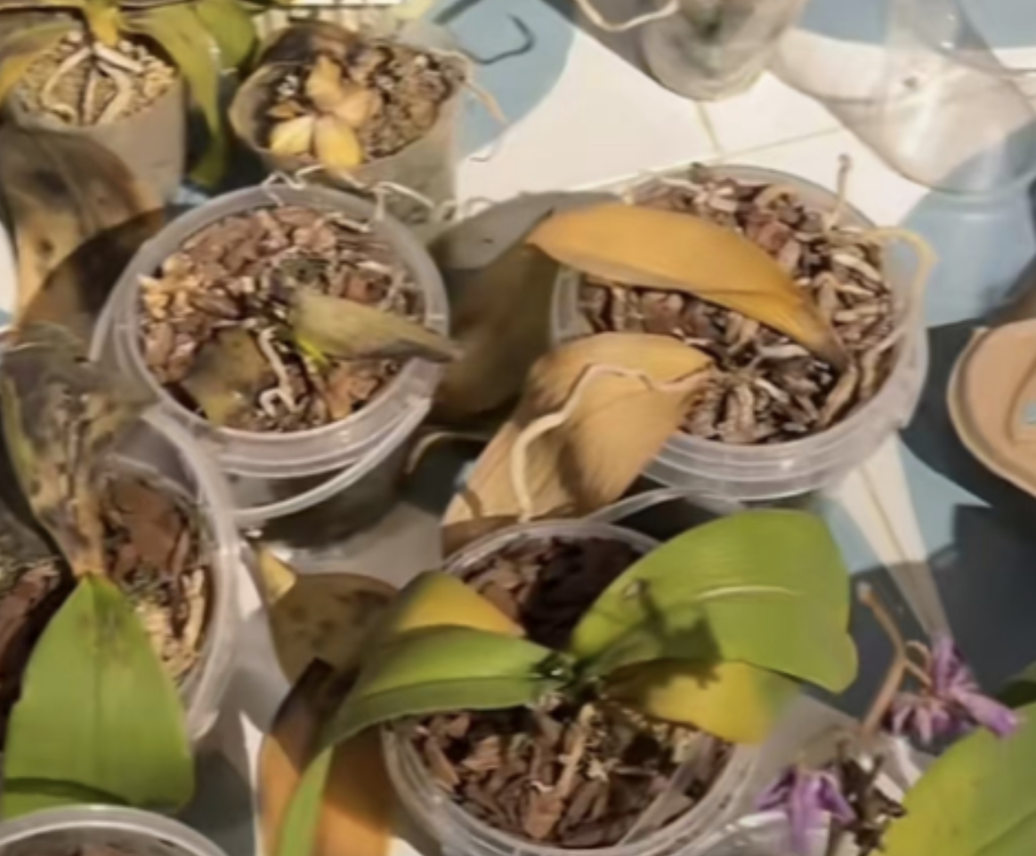 After Blooming, Should You Trim a Phalaenopsis Orchid’s Spike? Does It Impact Future Blooms?