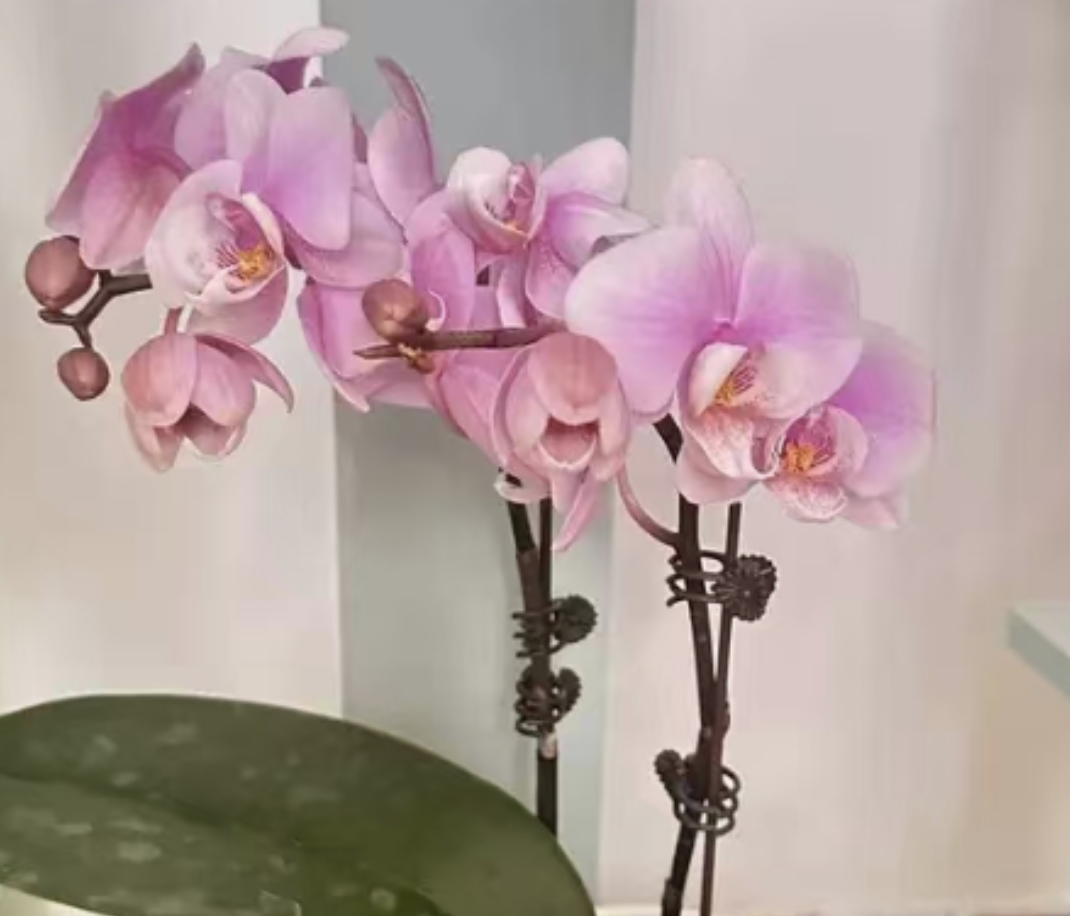 Should orchids be watered more or less in the summer?